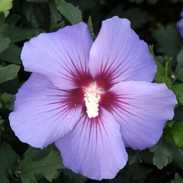 Hibiscus syriacus 'Marina'