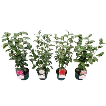 Camellia japonica MIX