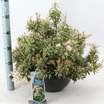 Pieris japonica 'Variegata'