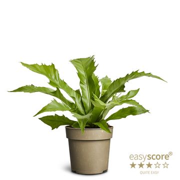 Asplenium nidus 'Dakila'