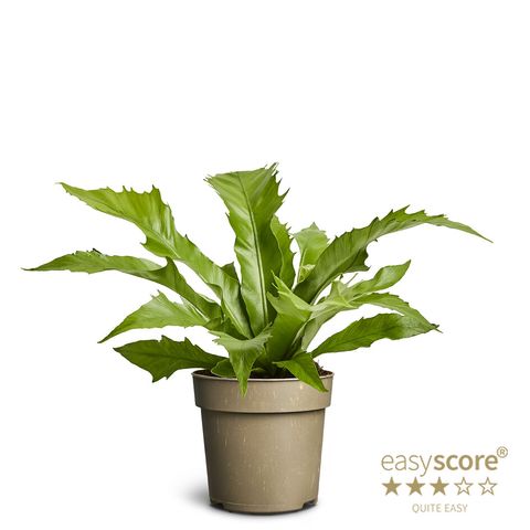 Asplenium nidus 'Dakila'