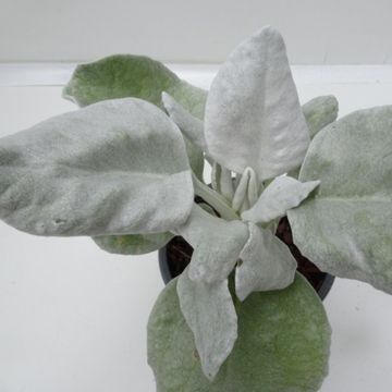 Senecio candicans ANGEL WINGS
