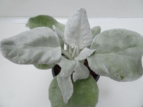 Senecio candicans ANGEL WINGS