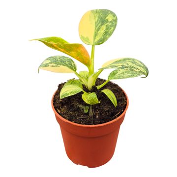 Philodendron 'Green Congo'