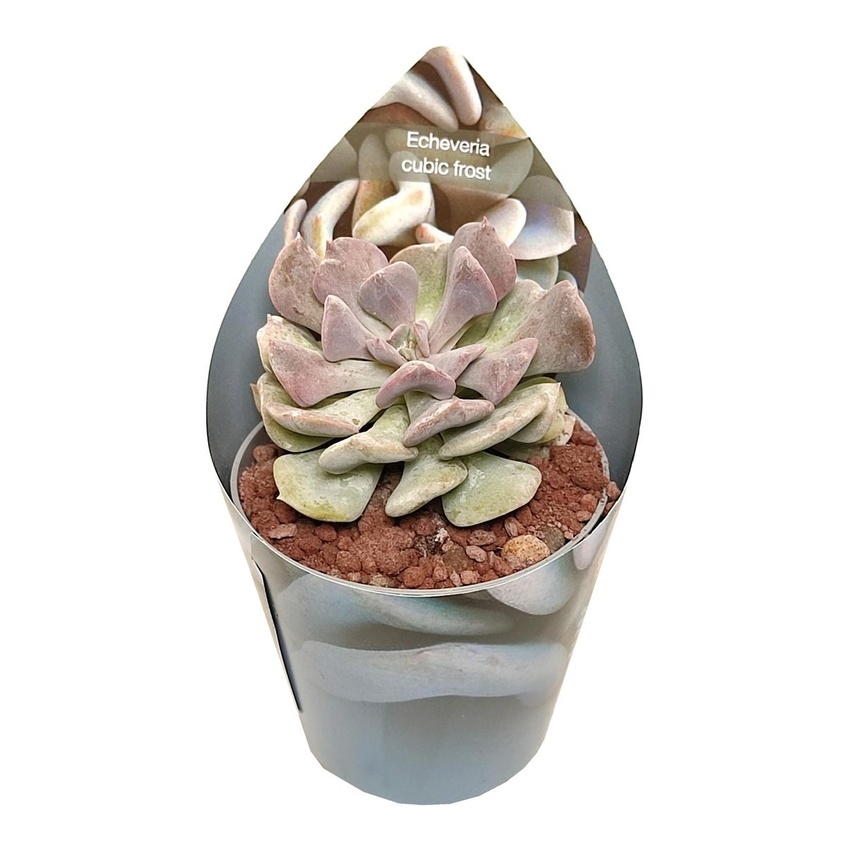 Echeveria Cubic Frost — Groothandel in planten FlorAccess