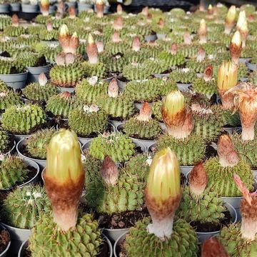 Notocactus buiningii