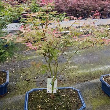 Acer palmatum 'Phoenix'