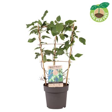 Actinidia arguta 'Issai'