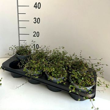 Muehlenbeckia complexa