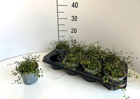 Muehlenbeckia complexa