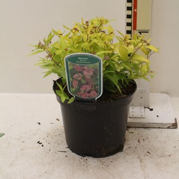 Spiraea japonica 'Golden Princess'