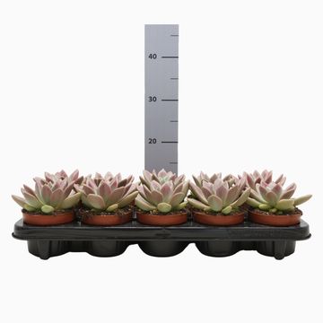 x Pachyveria 'Rosy Crow'