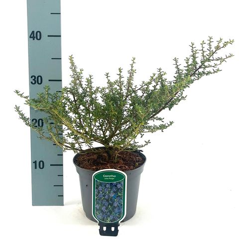 Ceanothus 'Julia Phelps'