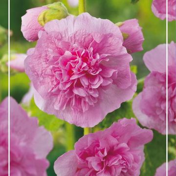 Alcea rosea 'Chater's Double Newport Pink'