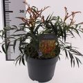 Mahonia VOLCANO