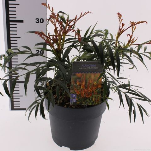 Mahonia VOLCANO