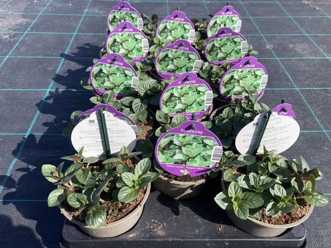 Mentha x piperita 'Peppermint'