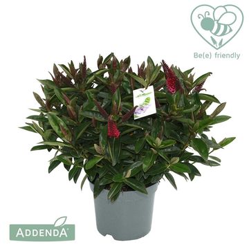 Hebe HEBEDONNA NIKKA