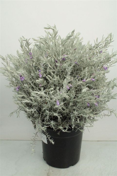 Eremophila nivea