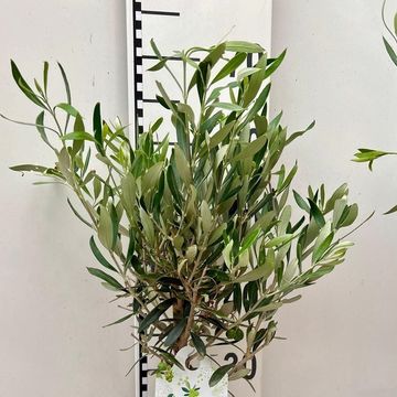 Olea europaea