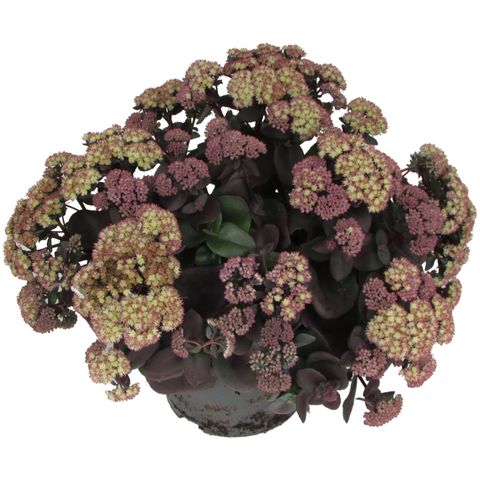 Sedum GLOBE YELLOW