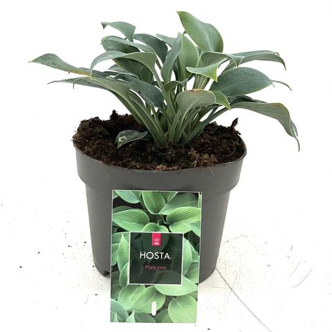 Hosta 'Халцион'