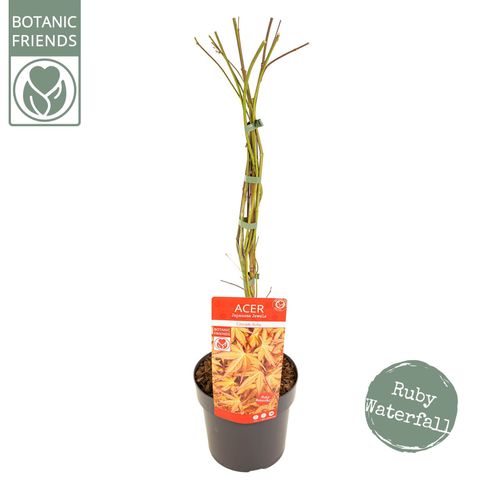 Acer palmatum CASCADE RUBY