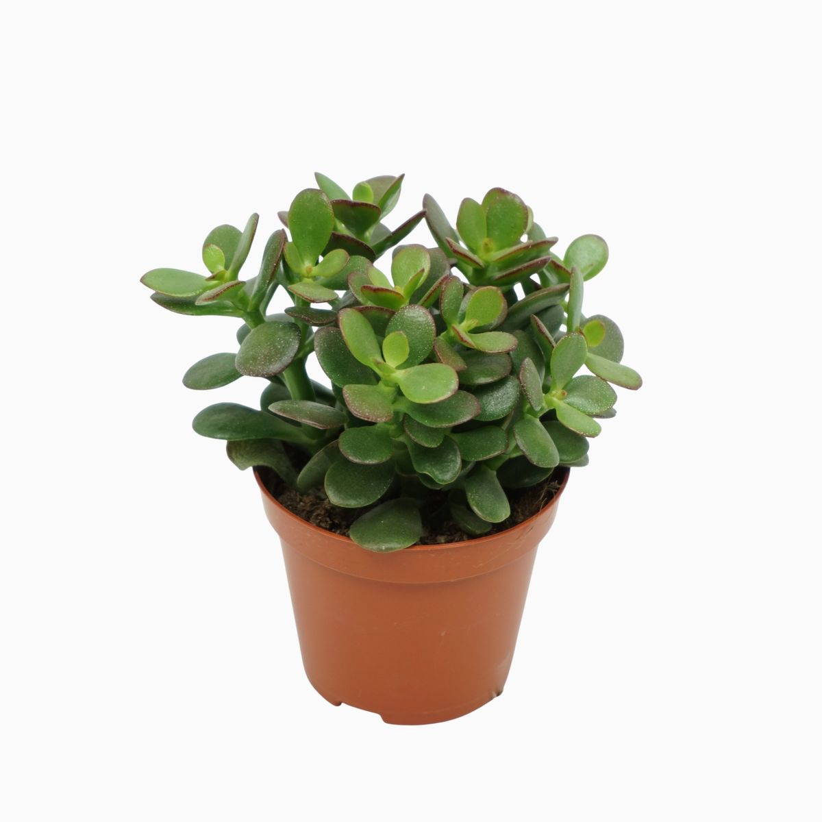 Crassula ovata 'Minor' — Plant Wholesale FlorAccess