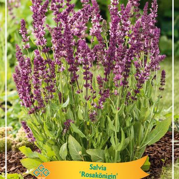 Salvia nemorosa 'Rosakönigin'