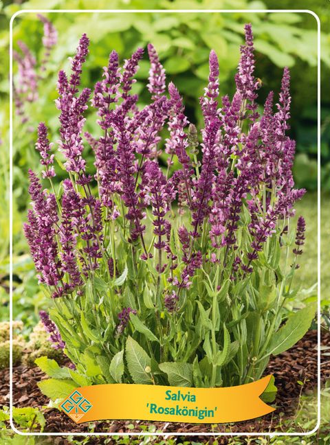 Salvia nemorosa 'Rosakönigin'