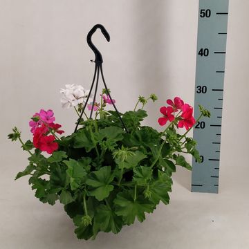 Pelargonium MARCADA MIX IN POT