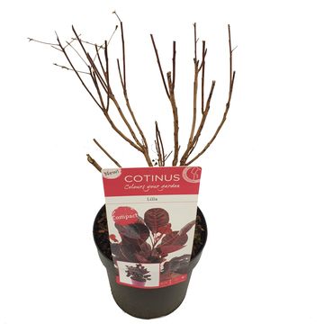 Cotinus coggygria 'Lilla'