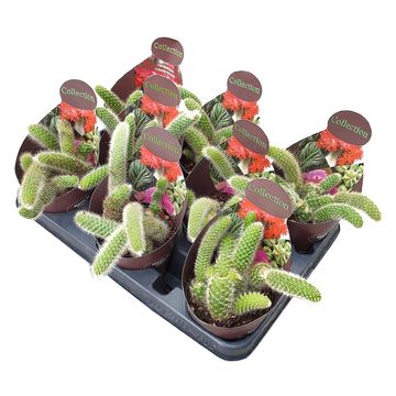 Hildewintera colademononis