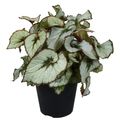 Begonia JUNGLE WONDER ESCARGOT