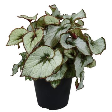 Begonia JUNGLE WONDER ESCARGOT