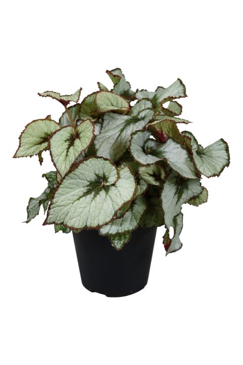 Begonia JUNGLE WONDER ESCARGOT