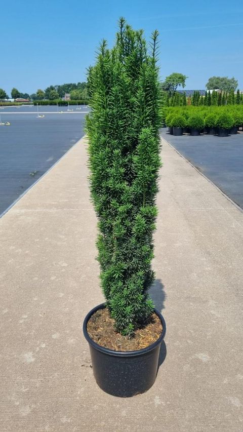Taxus baccata 'Fastigiata Robusta'