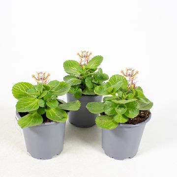Plectranthus caninus 'Sumcol 01'