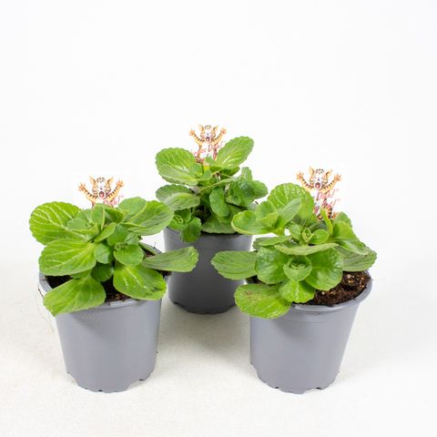 Plectranthus caninus 'Sumcol 01'