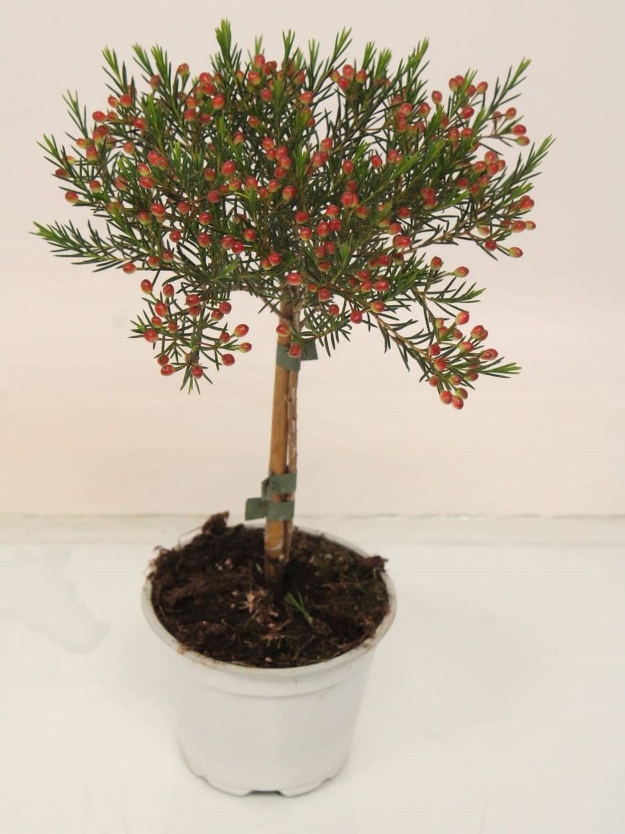 Chamelaucium uncinatum (T12 cm H30 40 cm) Pflanzen Großhandel
