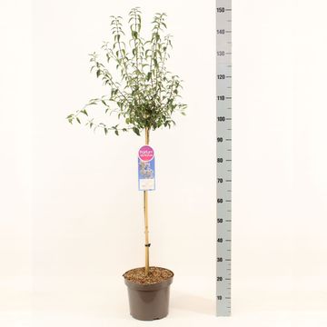 Syringa x persica 'Alba'