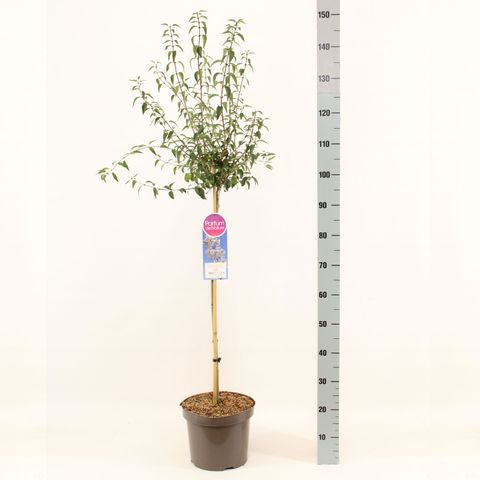 Syringa x persica 'Alba'