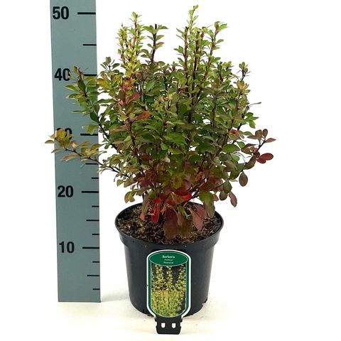 Berberis thunbergii 'Powwow'