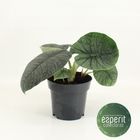 Alocasia melo