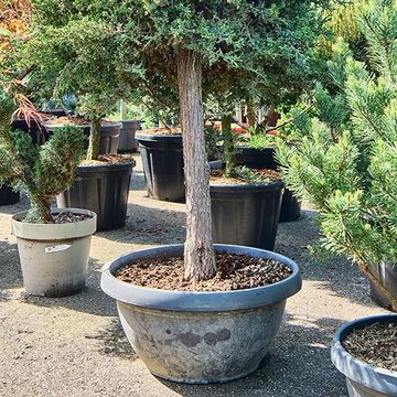 Juniperus procumbens 'Nana'