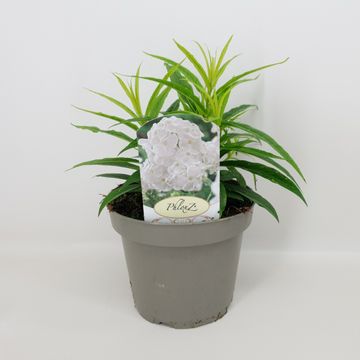 Phlox WHITE FLAME