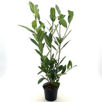 Prunus laurocerasus 'Caucasica'