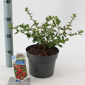 Escallonia 'Pride of Donard'