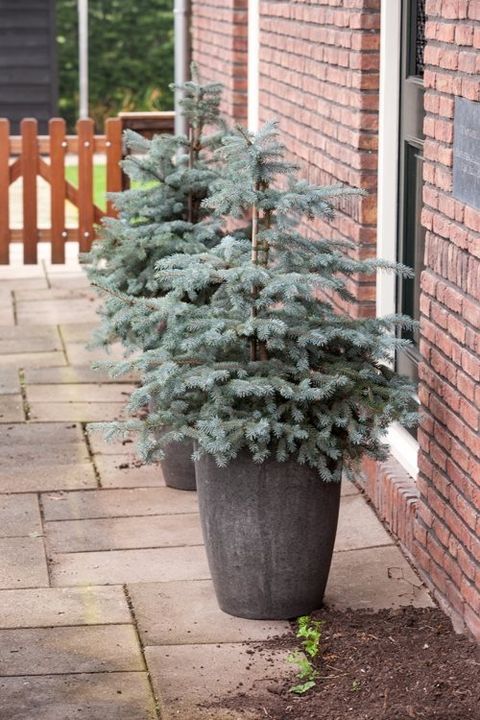 Picea pungens 'Erich Frahm'