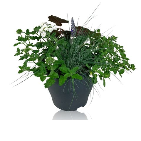 Plantes vivaces MIX IN POT